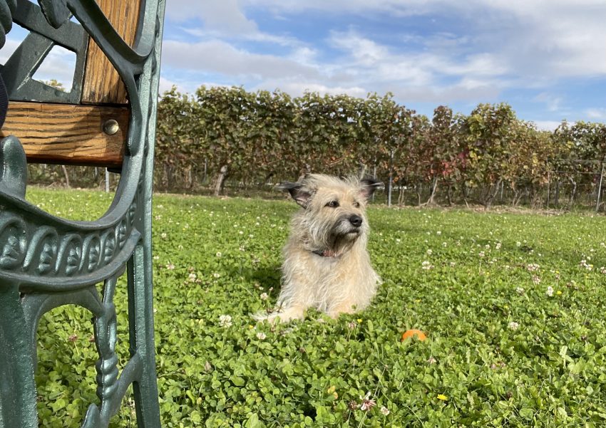 Lotte fühlt sich in den Weinbergen sohl