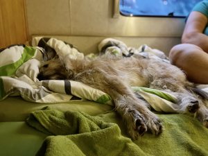 Allein Lotte braucht viel Platz